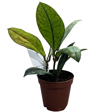 2" Custom Asst: Hoya Crassiopetiolata